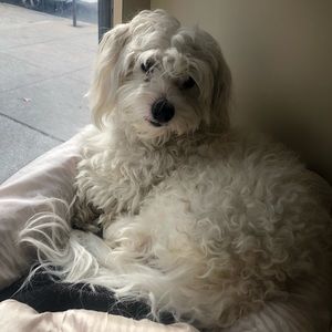 Meet your Posher, Raphy